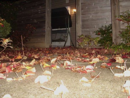 Autumn leaves
